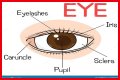 Body part with a pupil