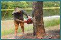 Cut down as a tree limb