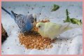What eats bird food at night?