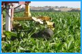 Why do farmers cut the tassels off corn?