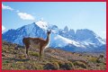 Wildlife in Patagonia: 20 Amazing Species