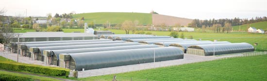 About Northway Mushrooms